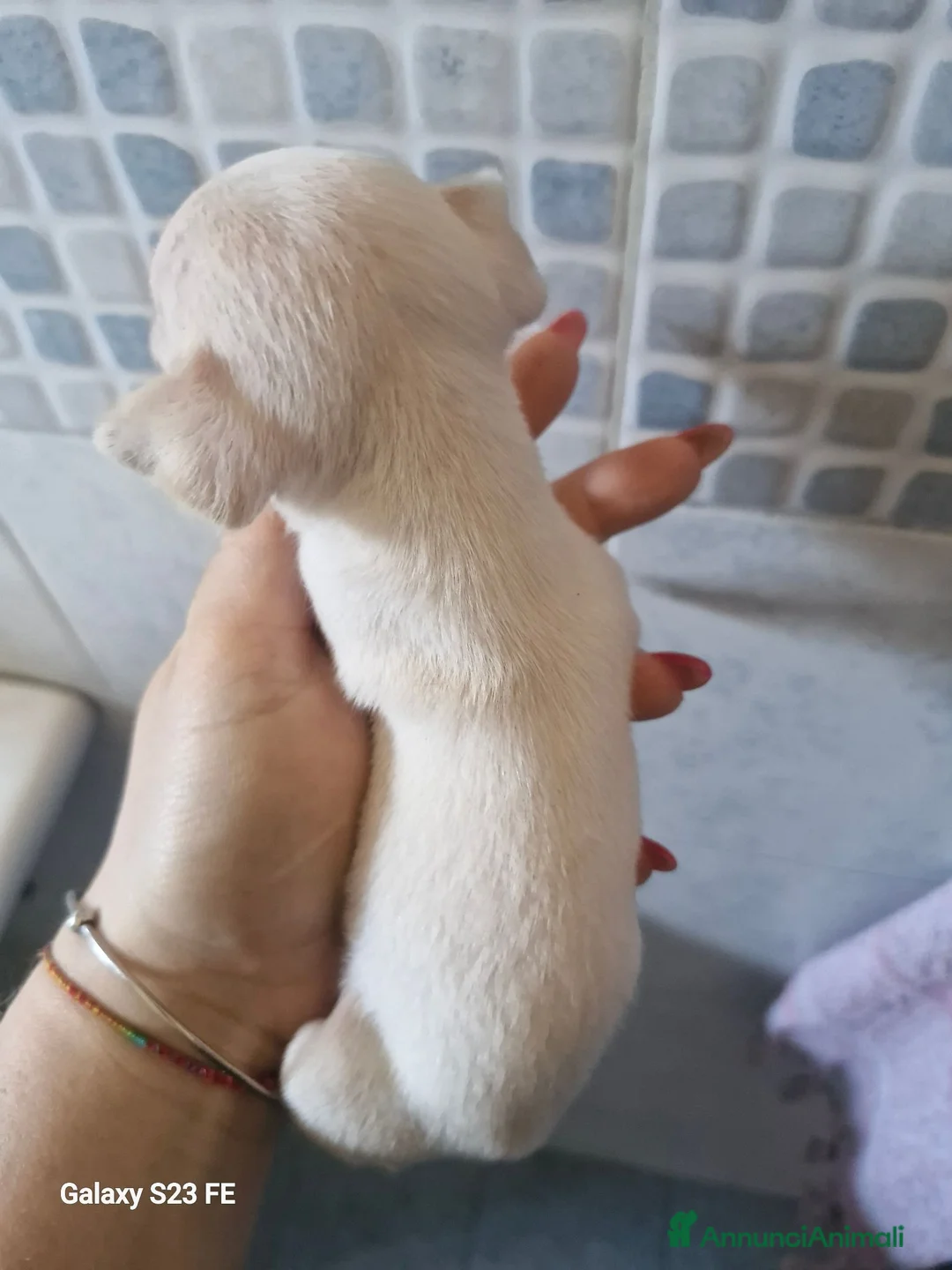 Chihuahua cani in vendita: Cuccioli di Chiwawa - Annuncio 2