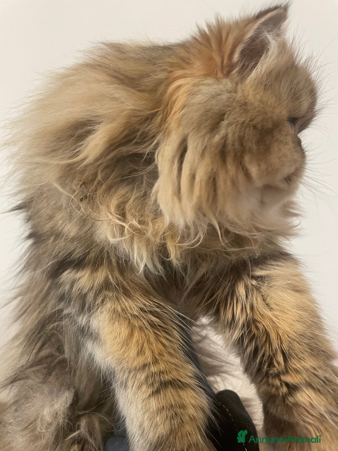 Persiano gatti in vendita: gatto persiano golden shaded con pedigree - Annuncio 6