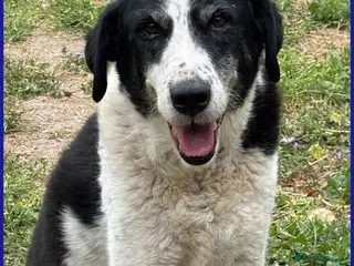 Meticcio cani CHIANINA dolce nonnina patatona tg mediogrande - Annuncio 9