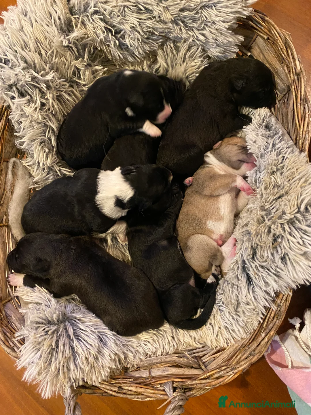 Border Collie cani in regalo: Cuccioli incrocio Border collie - in adozione  - Annuncio 5