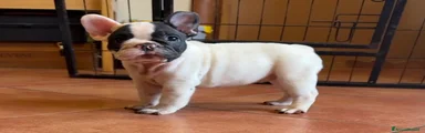 Bulldog Francese 3