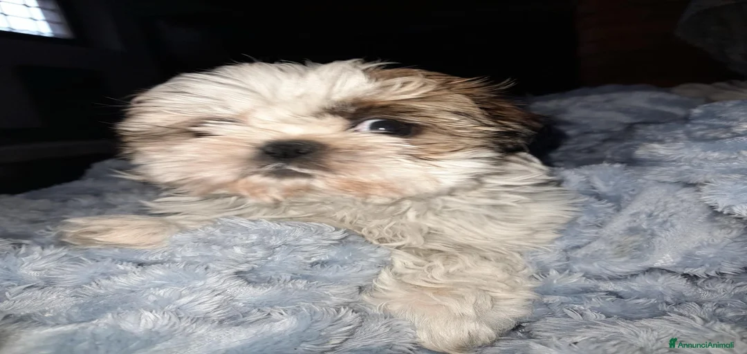 Immagine della galleria {{count}}