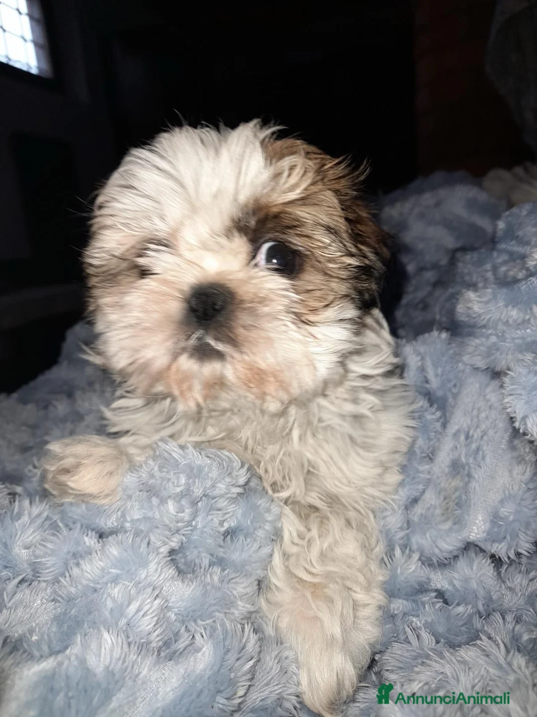 Immagine della galleria {{count}}