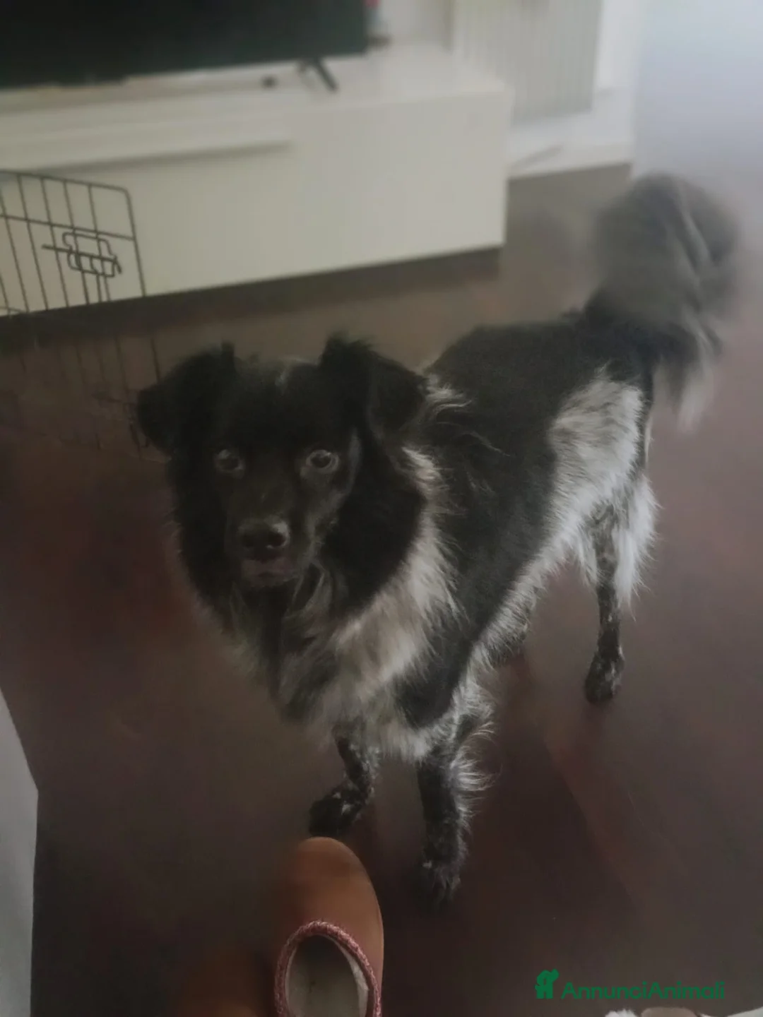 Meticcio cani in regalo: Macchia a Provincia di Vicenza - Annuncio 1