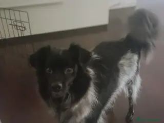 Meticcio cani Macchia a Provincia di Vicenza - Annuncio 9