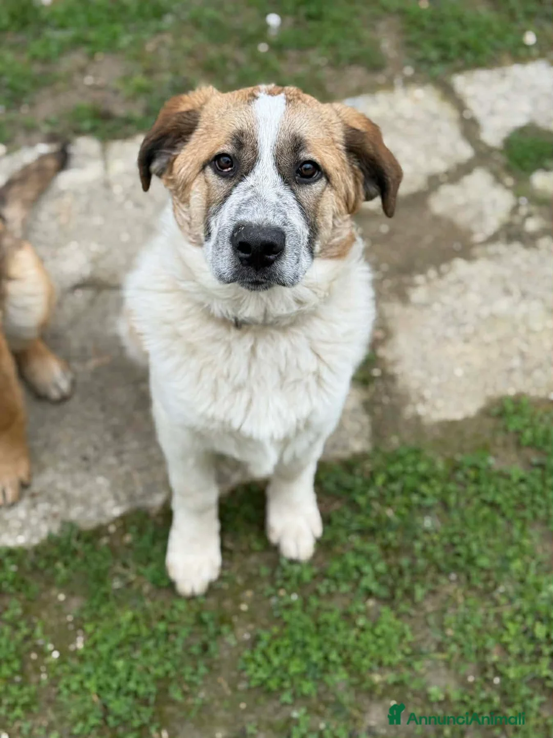 Meticcio cani in regalo: 3 stupendi PASTORINI cercano famiglie! Dolcissimi - Annuncio 10