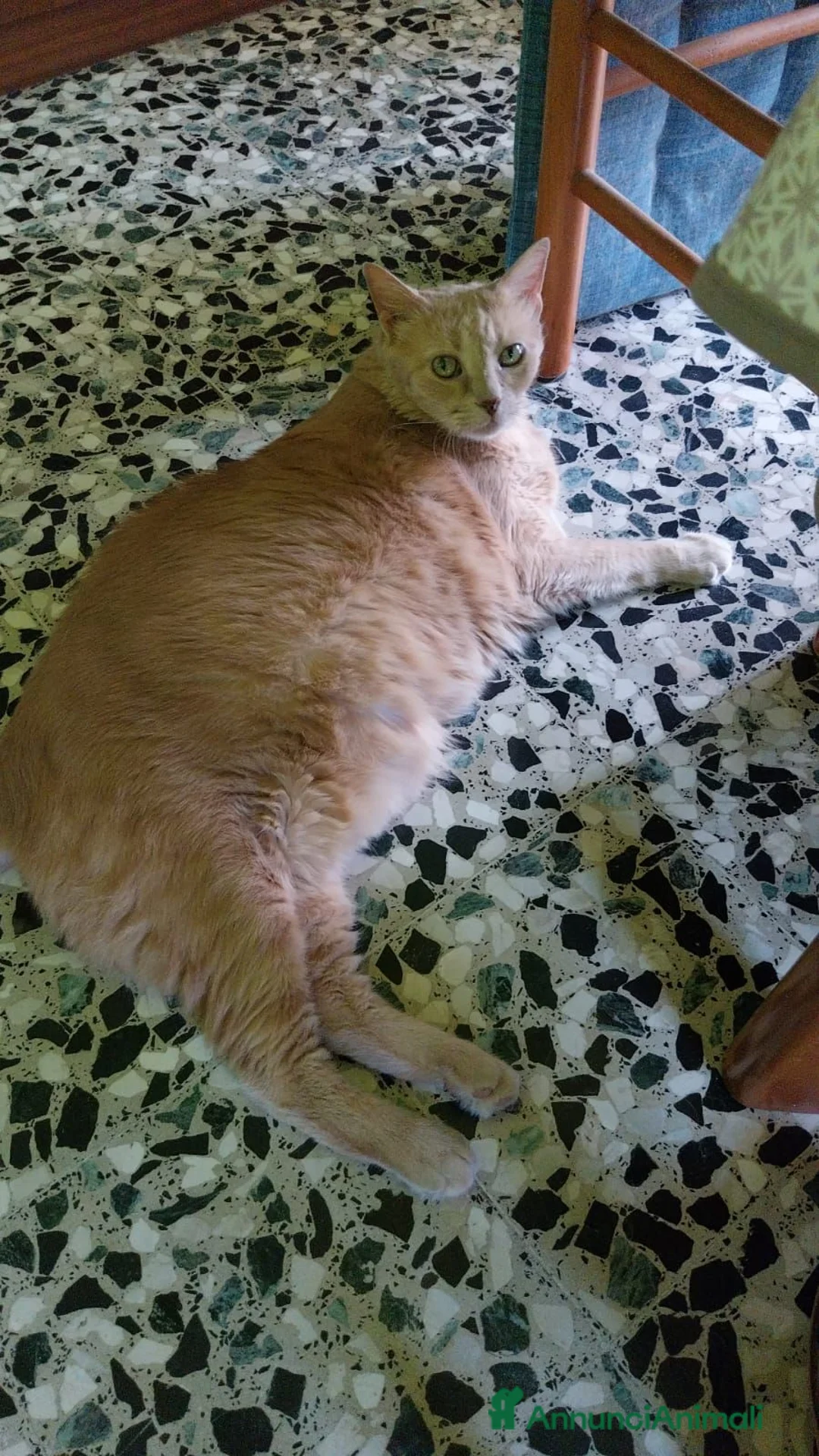 Meticcio gatti in regalo: GATTI ADULTI E GATTINI PICCOLI a Provincia di Piacenza - Annuncio 2