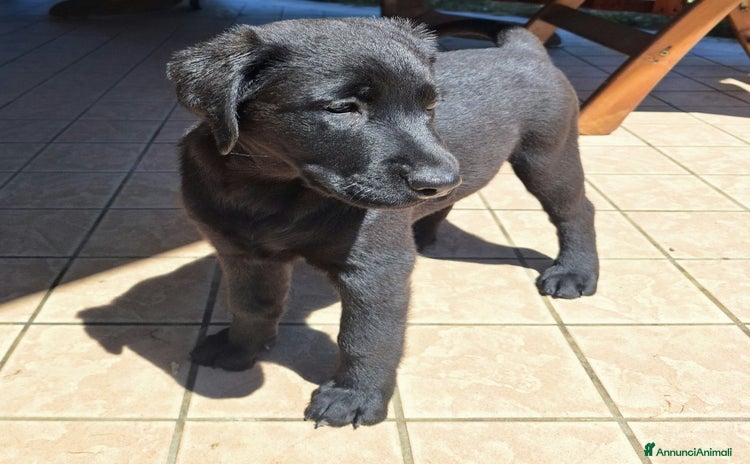 Labrador cani a Provincia di Padova - Annuncio 1