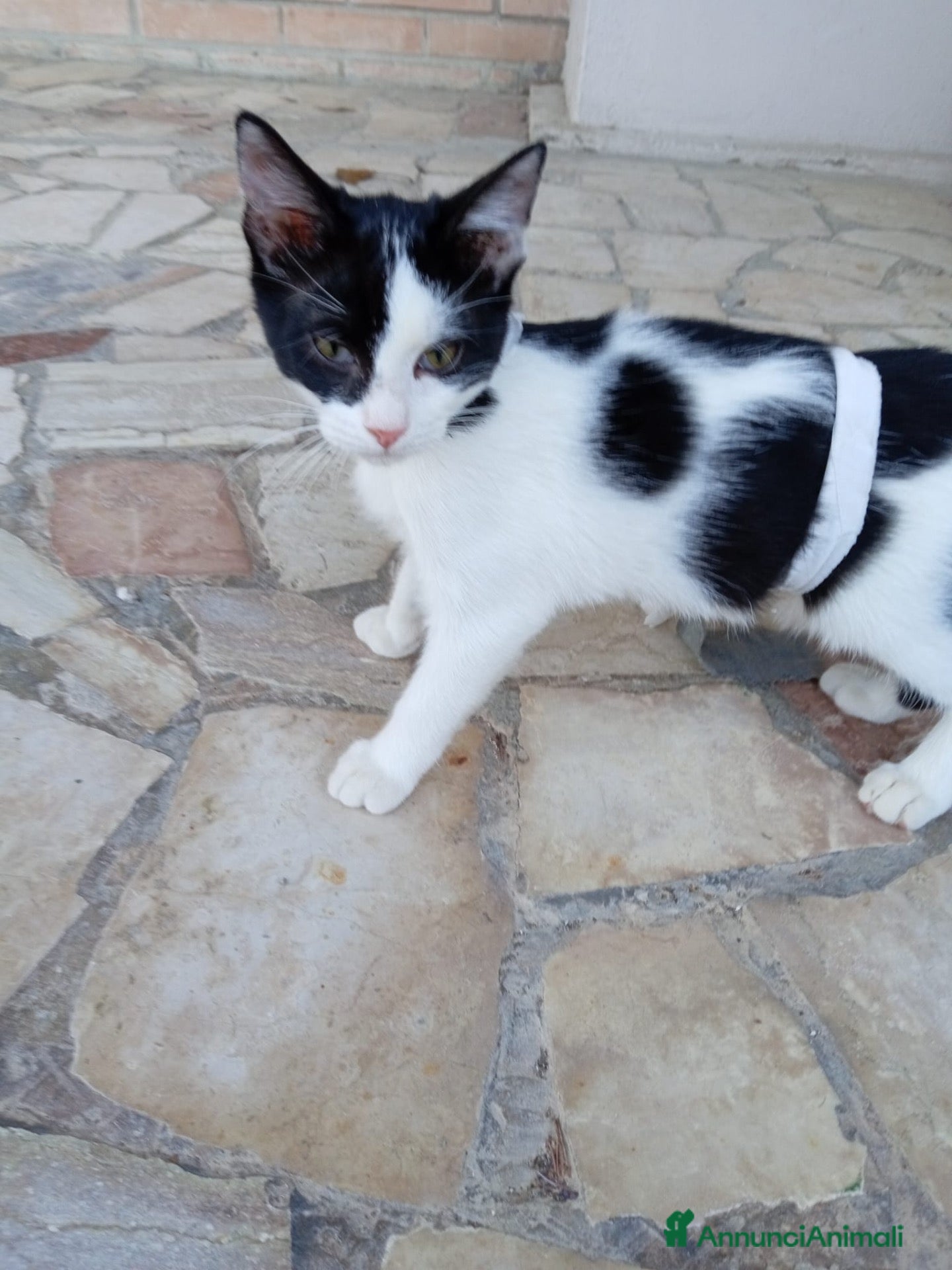 Europeo gatti gattino 3 mesi cerca casa🖤 - Annuncio 19