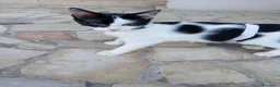 Europeo gatti in regalo: gattino 3 mesi cerca casa🖤 - Annuncio 1