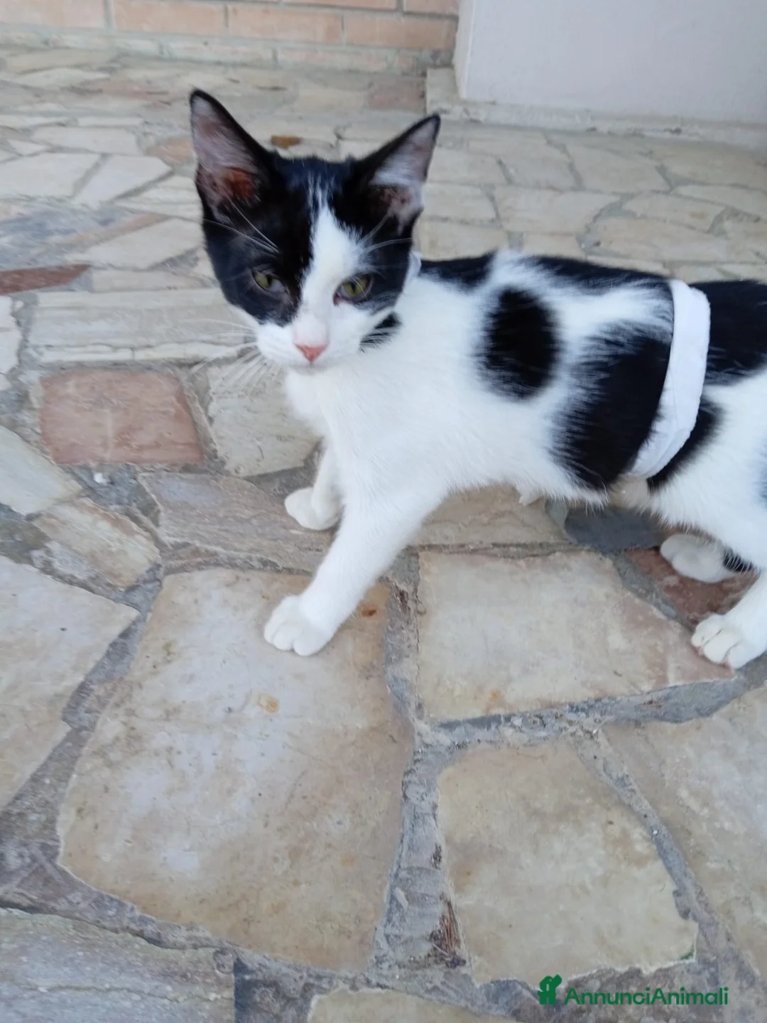 Europeo gatti in regalo: gattino 3 mesi cerca casa🖤 - Annuncio 1