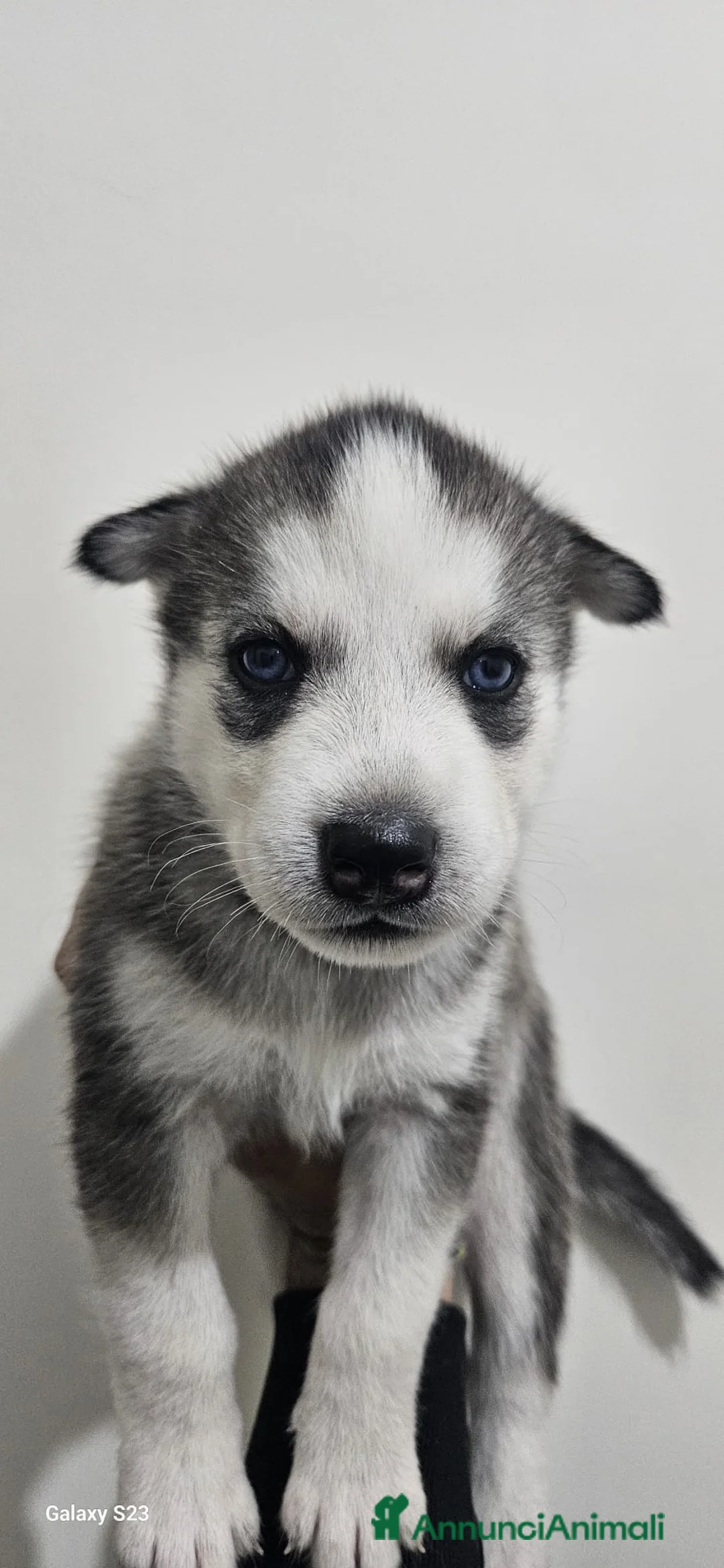 Husky cani in vendita: Cuccioli di siberian husky  - Annuncio 8