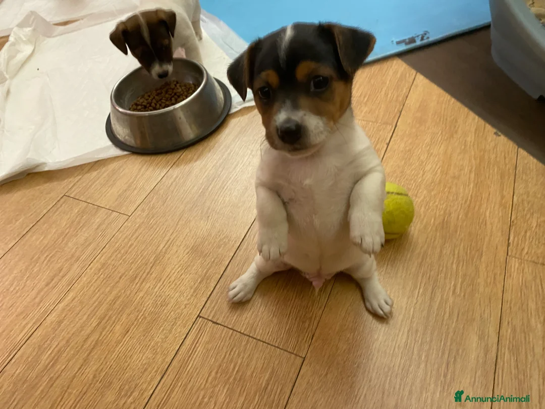 Jack Russell cani in vendita: Cuccioli jack russel  - Annuncio 2
