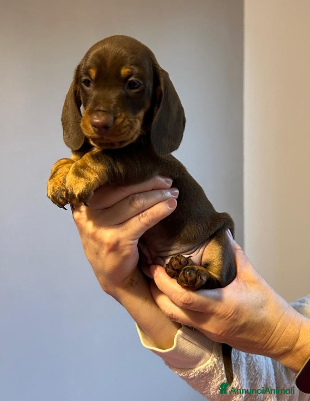 Bassotto cani in vendita: Bassotti Tedeschi Nani a Pelo Corto-Pedigree  - Annuncio 35