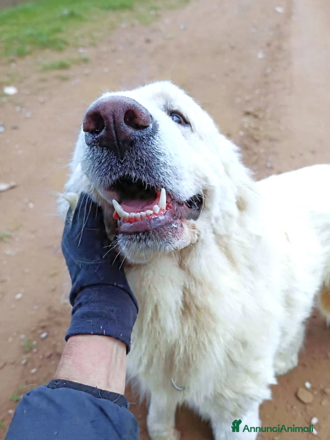 Cane da Montagna dei Pirenei cani in regalo: Cucciolone Patou raggio di luna: candido e buono - Annuncio 9