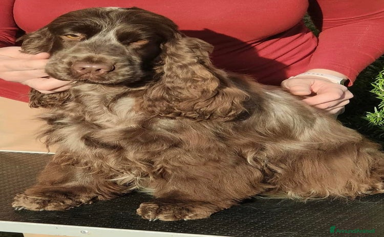 Cocker cani - Annuncio 1