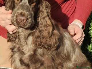 Cocker cani Cuccioli cocker maschi - Annuncio 10