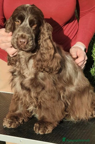 Cocker cani - Annuncio 1