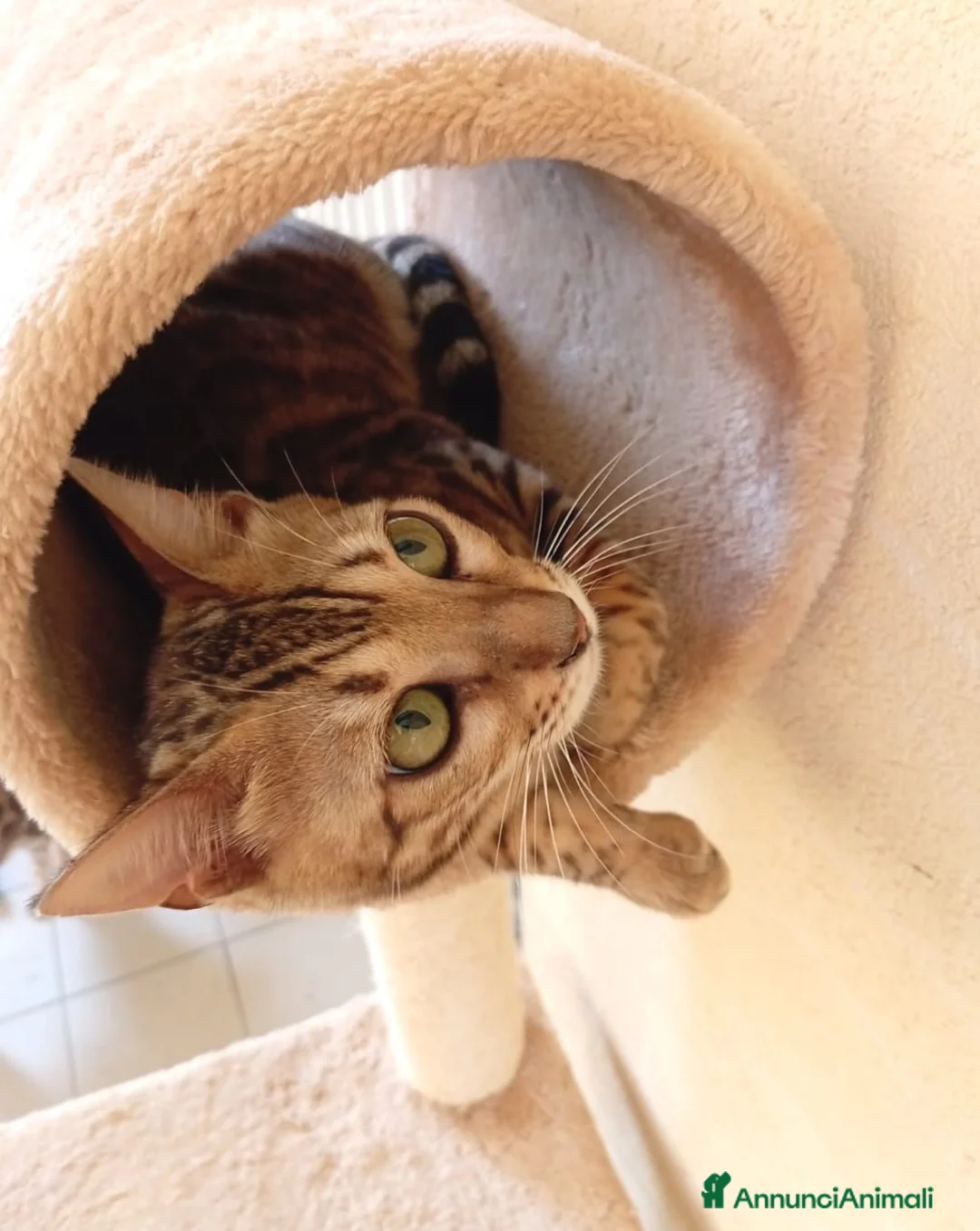 Bengala gatti in vendita: Gatto Bengala femmina  - Annuncio 6
