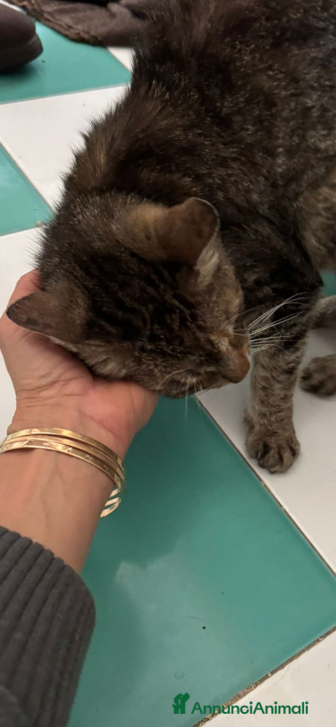 Meticcio gatti in regalo: Micia di due anni - Annuncio 1