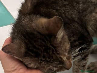 Meticcio gatti Micia di due anni - Annuncio 2