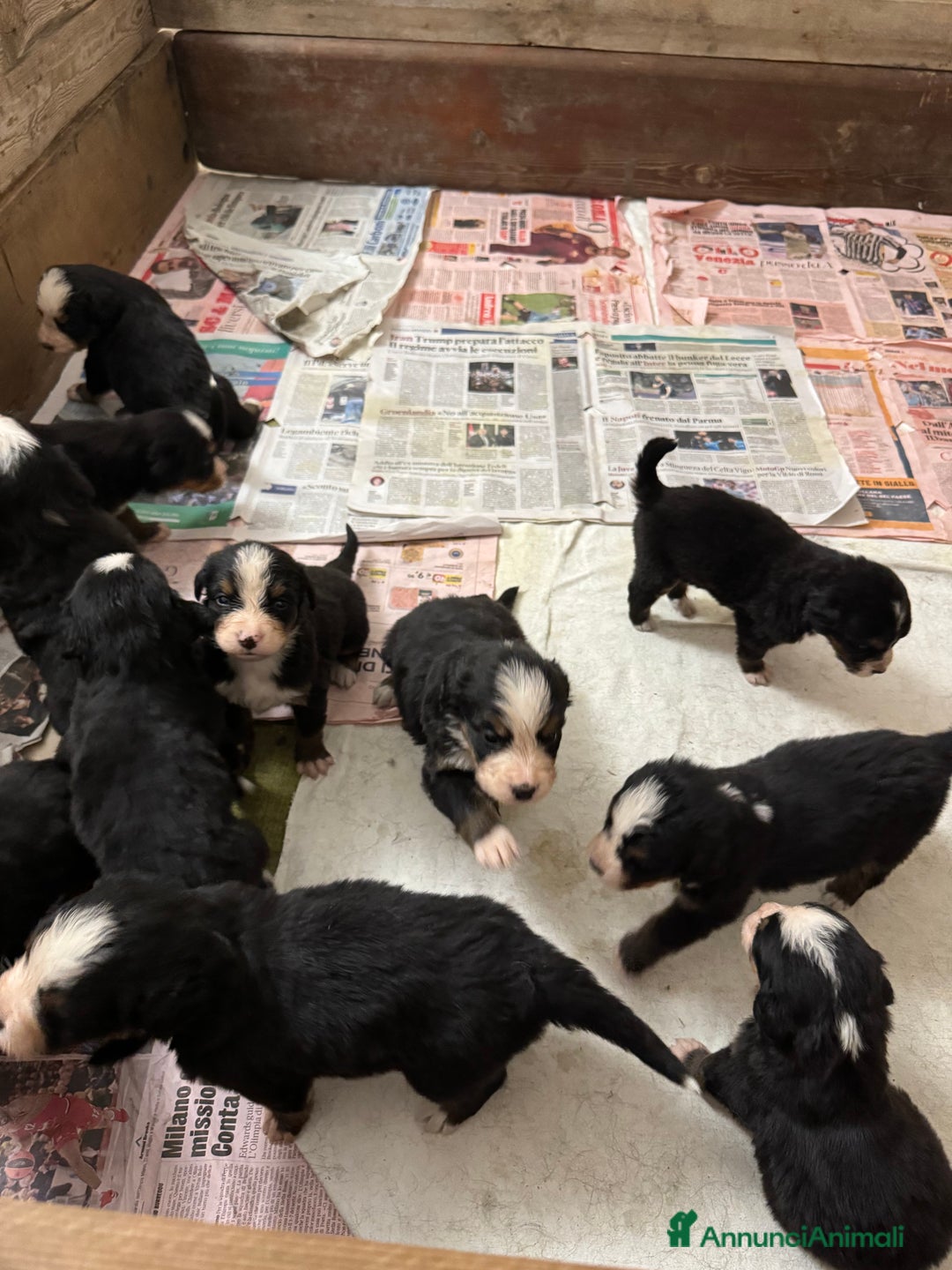Bovaro del Bernese cani in vendita: Cuccioli Bernese da famiglia (privati) - Annuncio 11