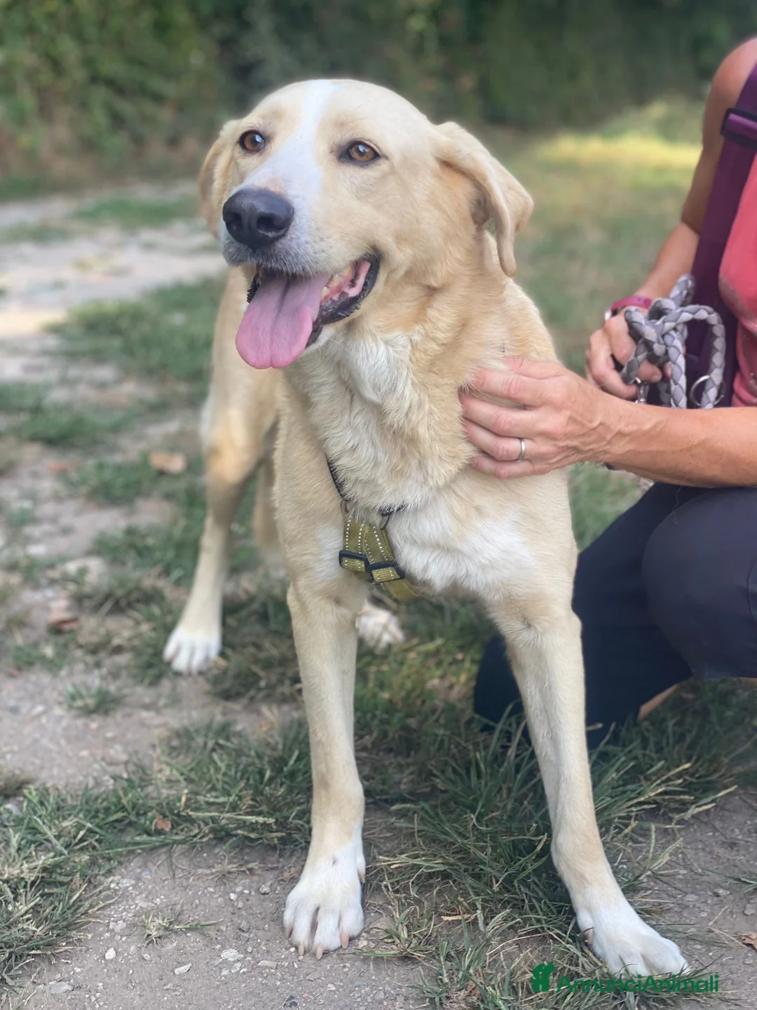 Meticcio cani in regalo: Pippo un cane buonissimo in cerca di casa  - Annuncio 5