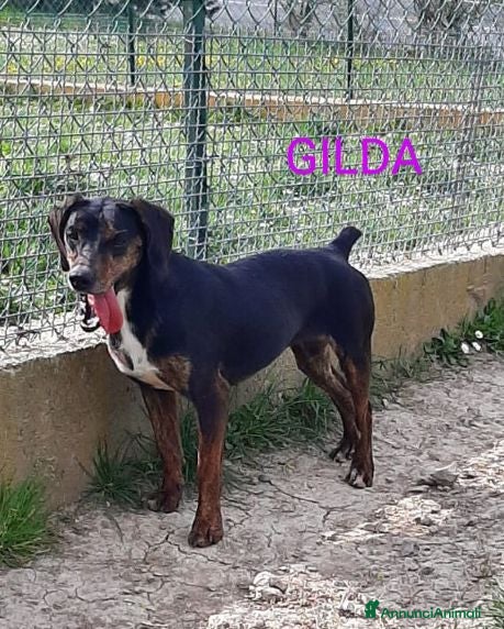 Meticcio cani GILDA molto buona - Annuncio 30