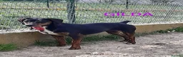 Meticcio cani in regalo: GILDA molto buona - Annuncio 1