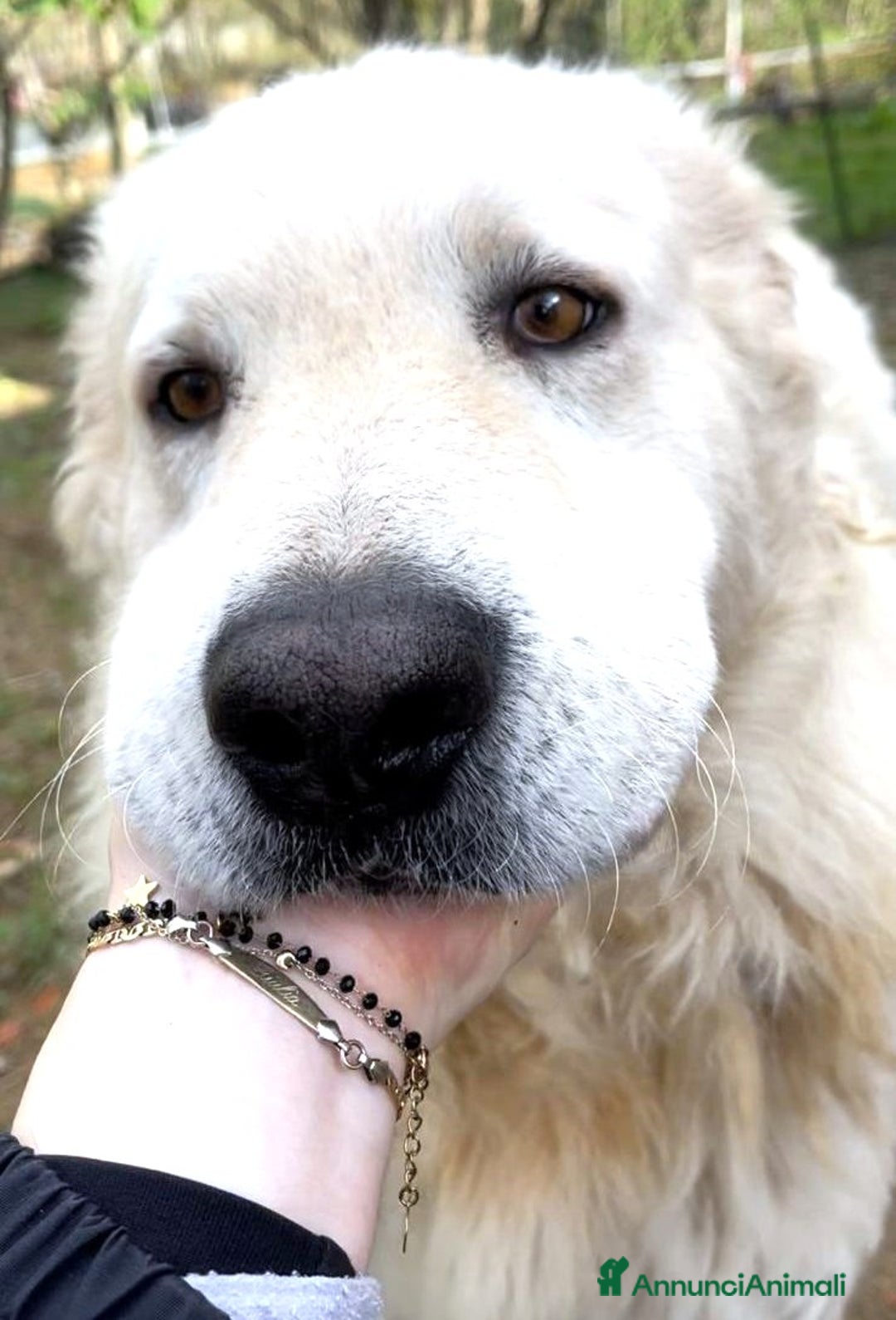 Pastore Maremmano cani in regalo: ZACK giovane PMA unico! - Annuncio 2
