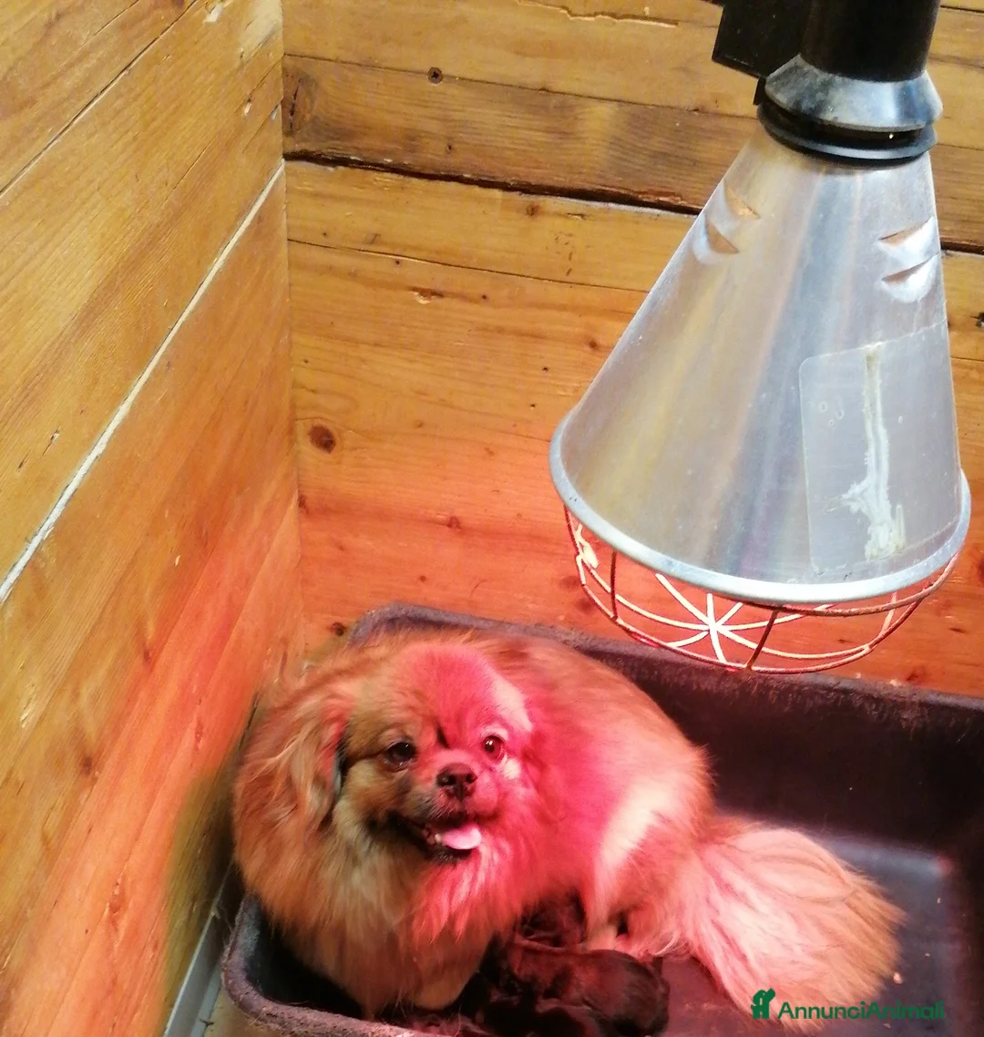 Tibetan Spaniel cani in vendita: Tibetan Spaniel cuccioli - Annuncio 4