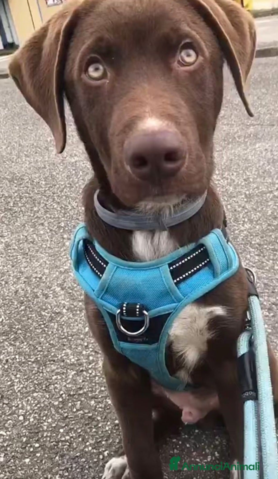 Meticcio cani Pongo: 6 mesi. Lasciato in rifugio.  - Annuncio 2
