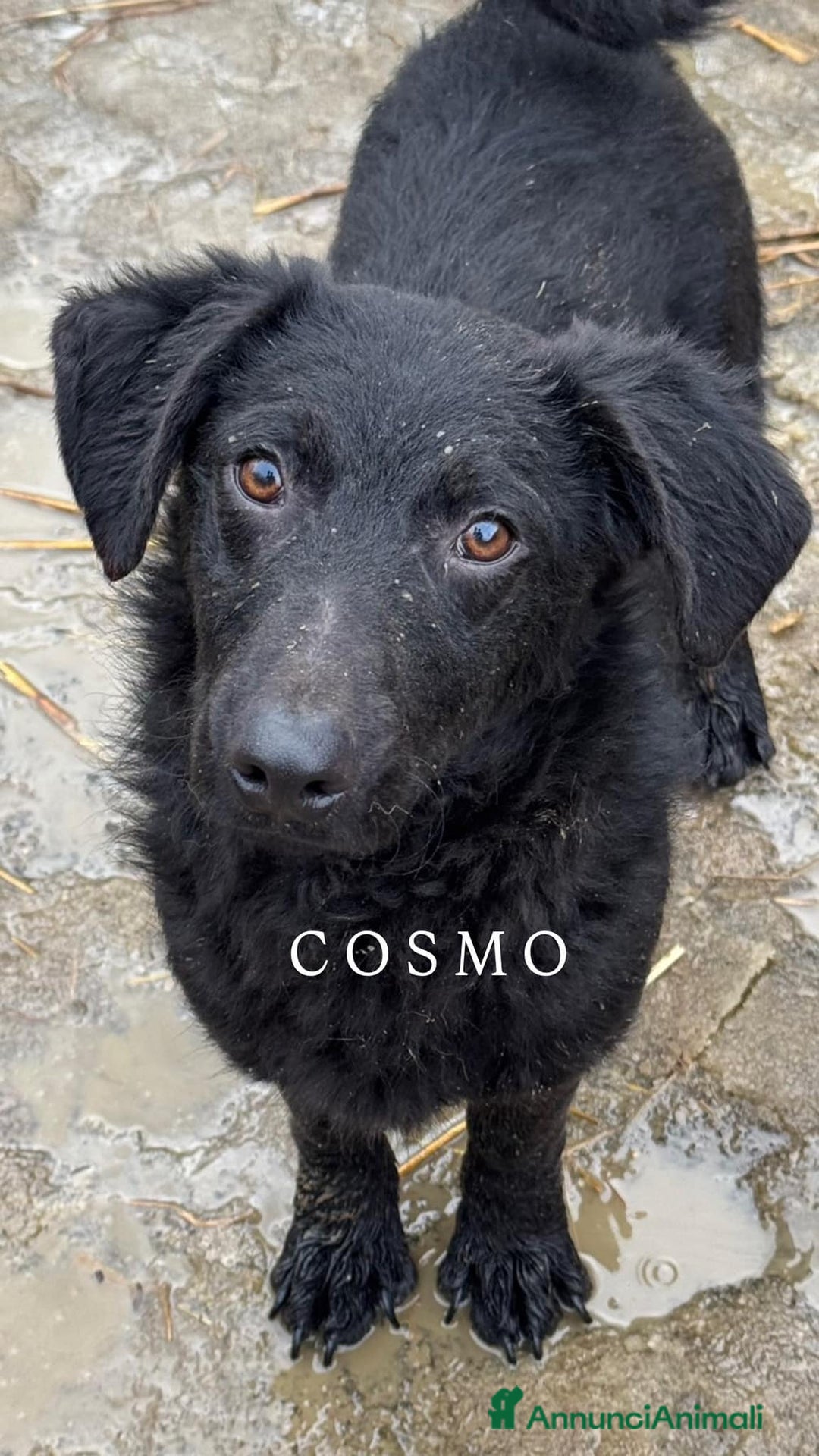 Meticcio cani in regalo: Cani TOTAL BLACK: i cani invisibili!  - Annuncio 2