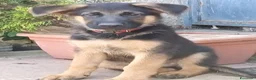 Pastore Tedesco cani in vendita: Cuccioli cane pastore tedesco  - Annuncio 3