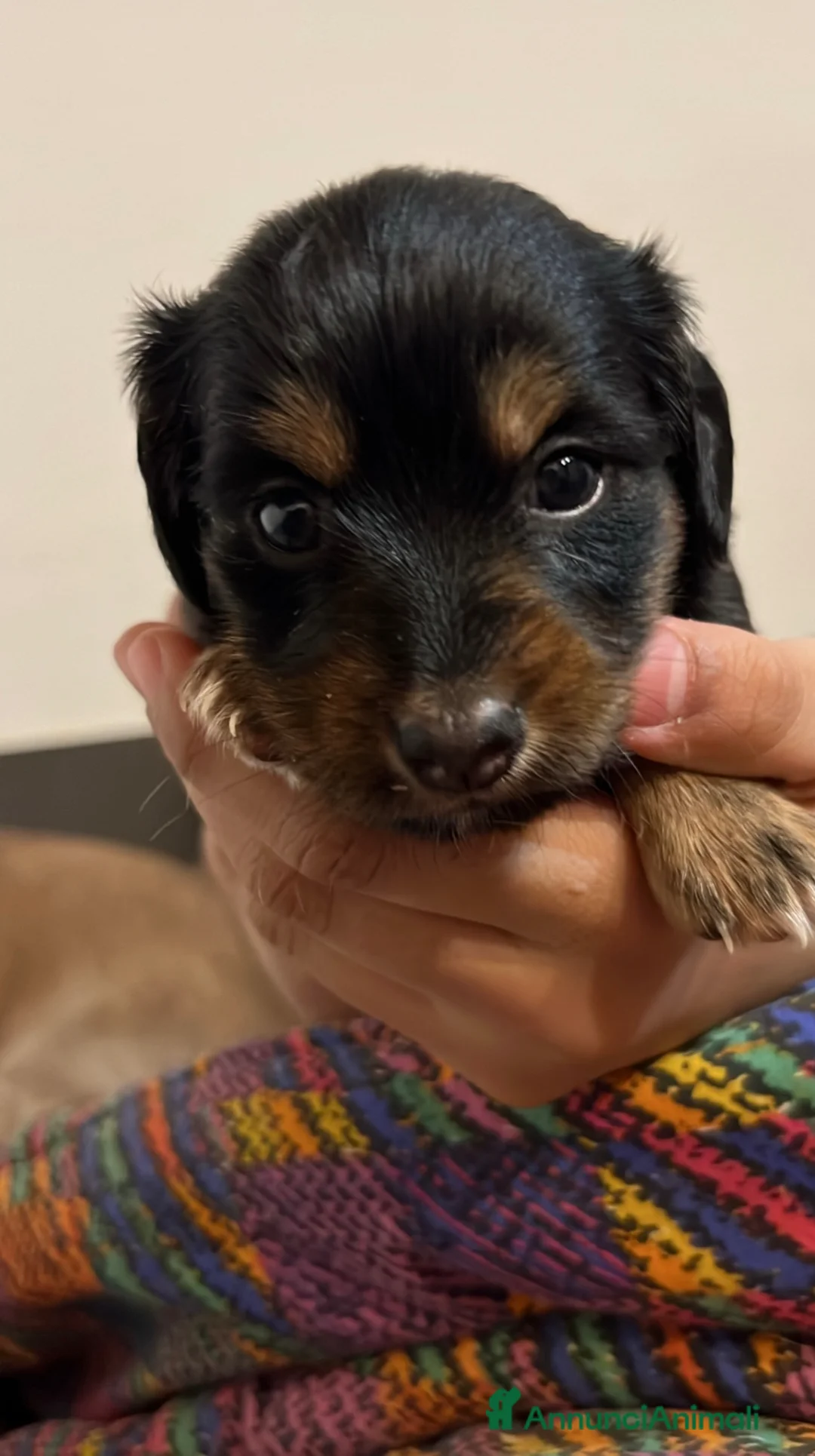 Meticcio cani in vendita: Cucciolata  - Annuncio 2