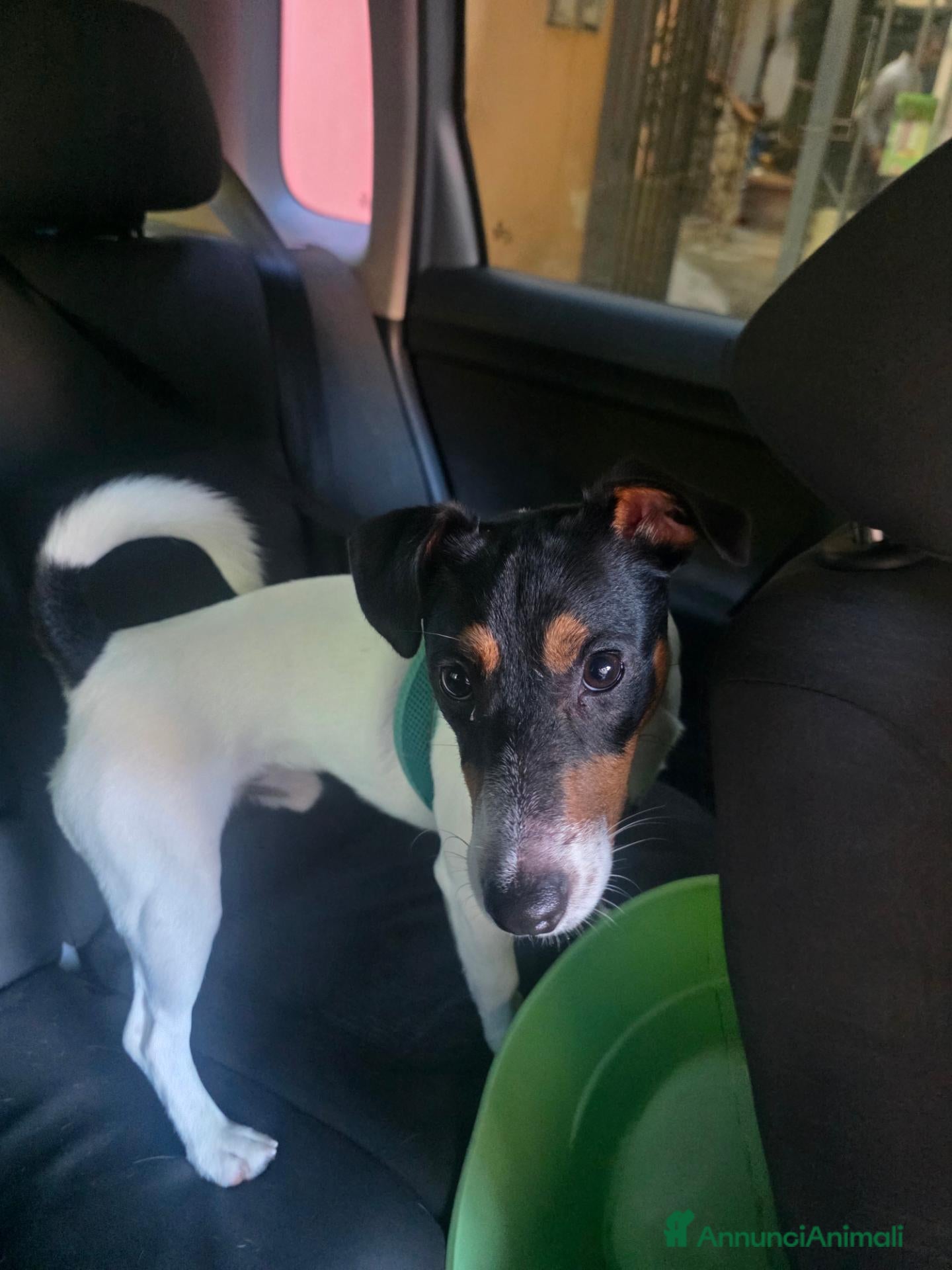 Jack Russell cani Jack russel - Annuncio 29