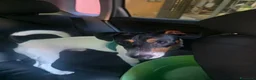 Jack Russell cani in regalo: Jack russel a Provincia di Salerno - Annuncio 1