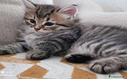 Siberiano gatti in vendita: Cuccioli siberiani  a Città Metropolitana di Genova - Immagine 5