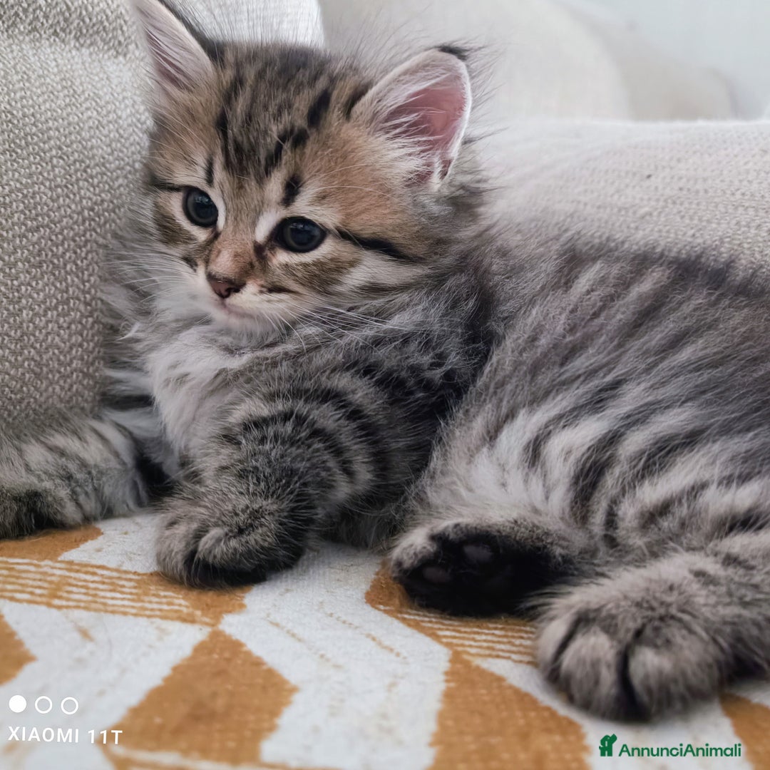Siberiano gatti in vendita: Cuccioli siberiani  a Città Metropolitana di Genova - Immagine 5