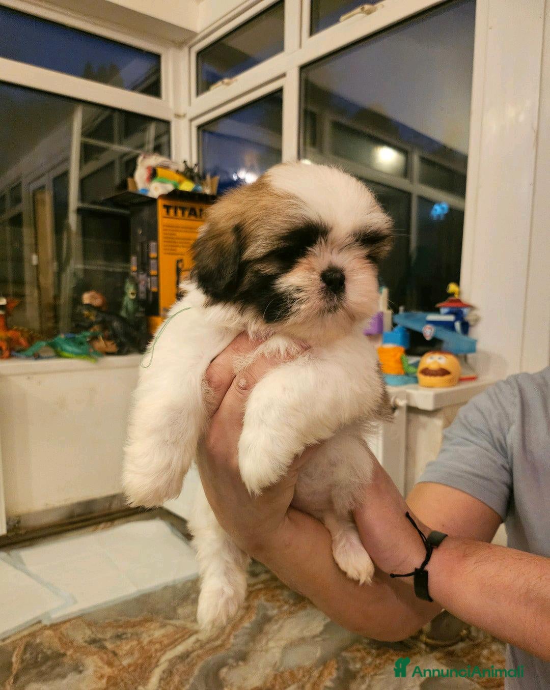 Shih Tzu cani in vendita: Cuccioli di Shih Tzu in vendita a Città metropolitana di Milano - Immagine 3