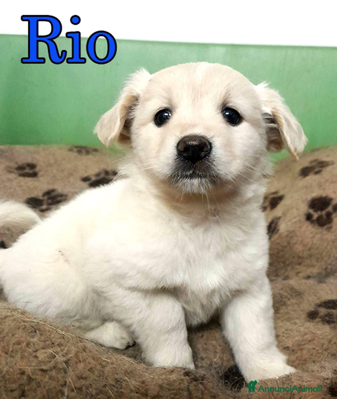 Meticcio cani in regalo: Sofy e Rio, dolcissimi cuccioli in adozione - Annuncio 5