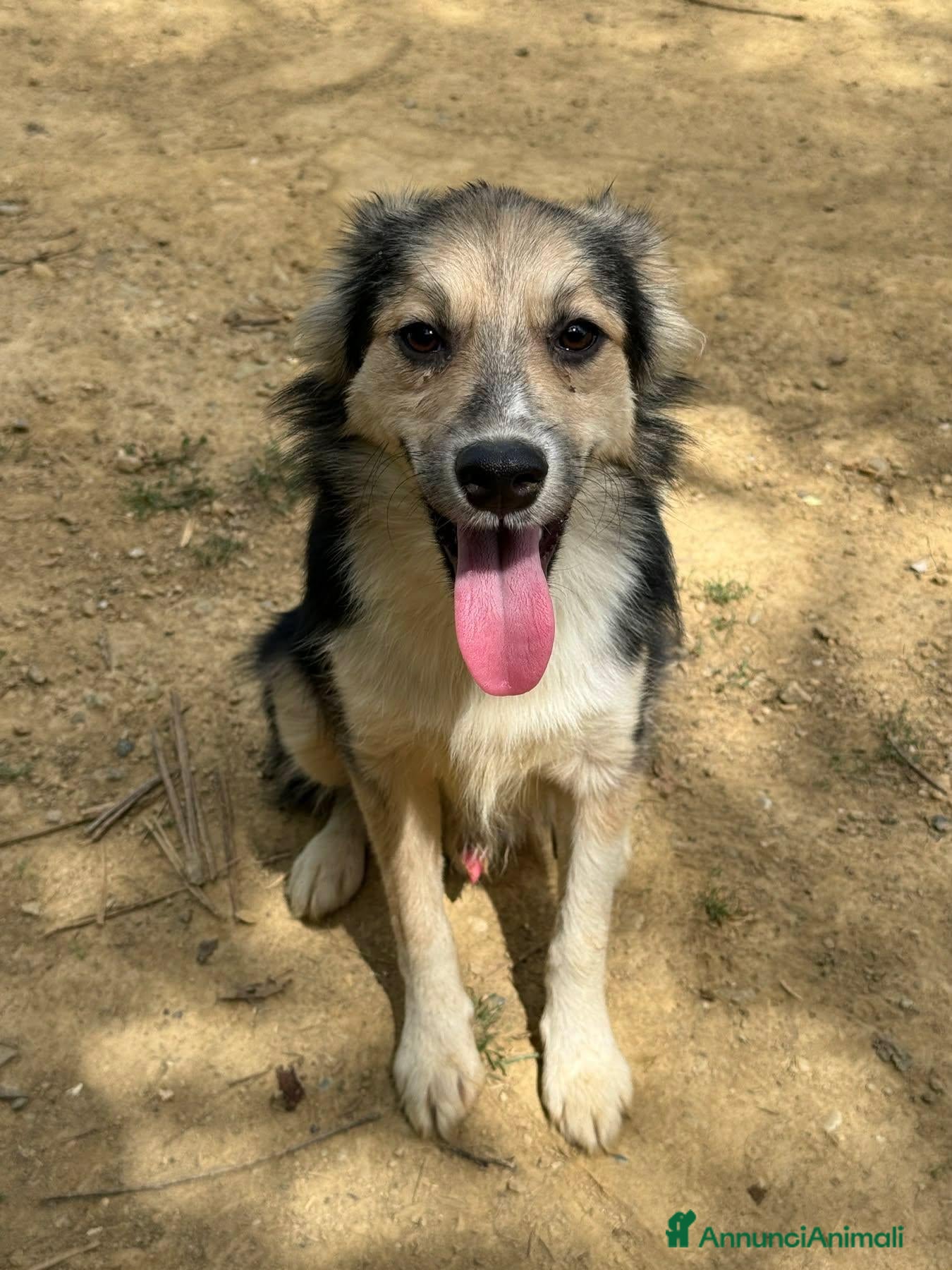 Meticcio cani MILKYWAY, cucciolo tenerone! TG PICCOLA - Annuncio 29