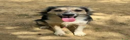 Meticcio cani in regalo: MILKYWAY, cucciolo tenerone! TG PICCOLA - Annuncio 1