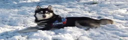 Alaskan Malamute cani in vendita: CUCCIOLI DI ALASKAN MALAMUTE ROMA - Annuncio 5