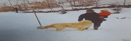 Pastore Abbruzzese Maremmano cani in vendita: Cuccioli di pastore Abruzzese Maremmano  - Annuncio 3