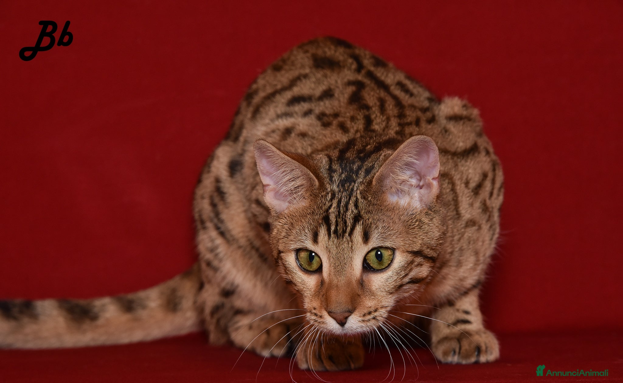 Altre razze gatti Splendido Bengala - Annuncio 2