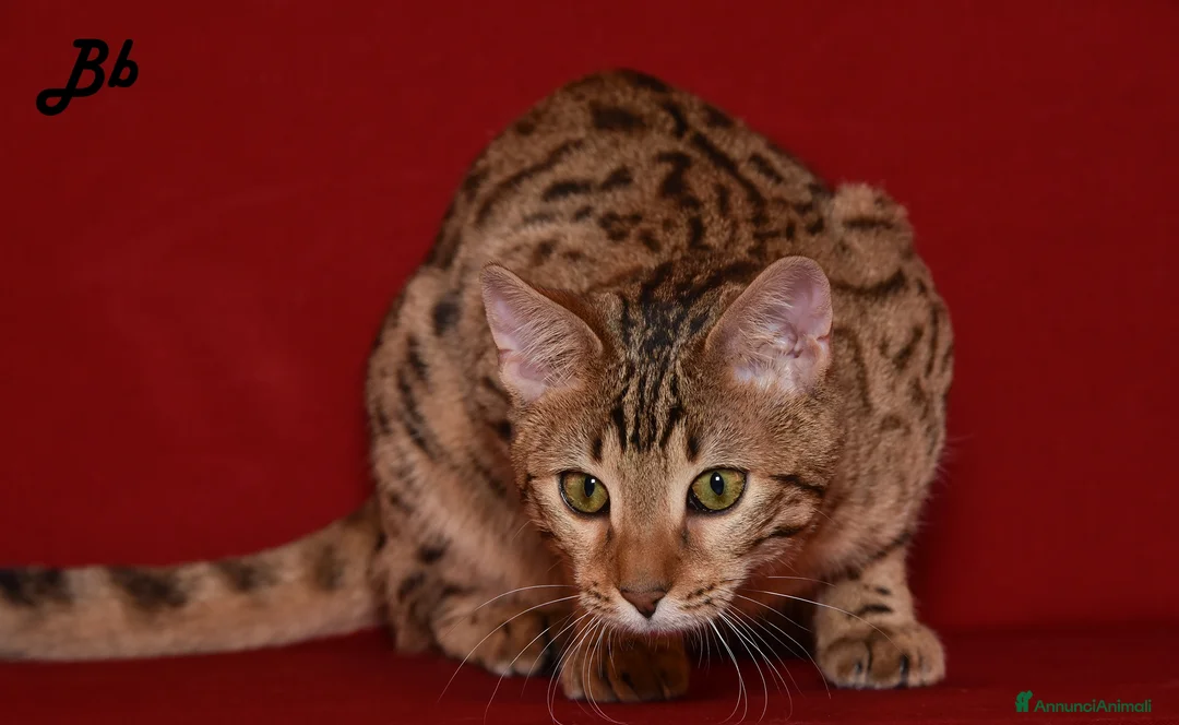 Altre razze gatti in vendita: Splendido Bengala - Annuncio 1