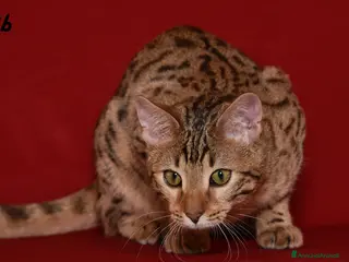 Altre razze gatti Splendido Bengala - Annuncio 2