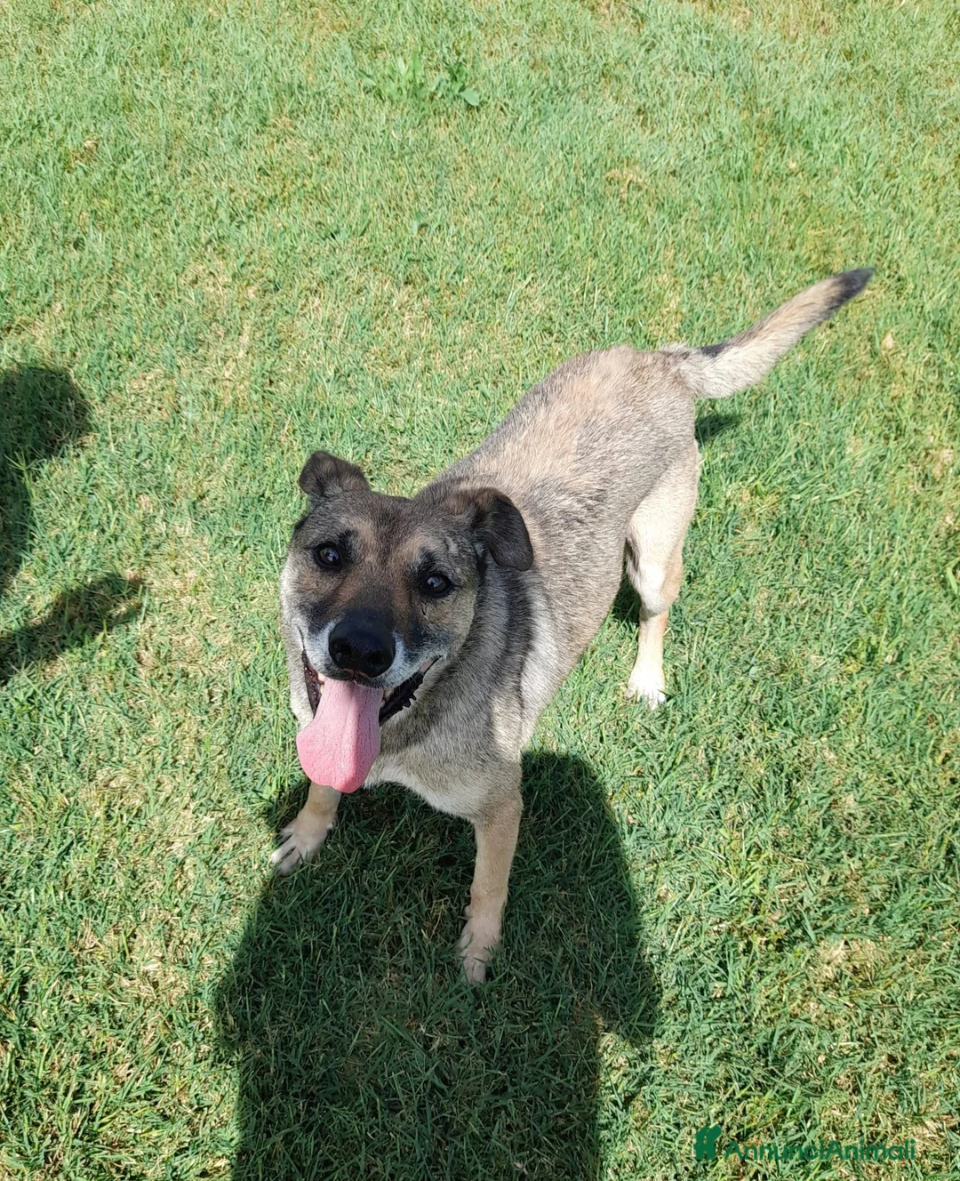 Meticcio cani in regalo: FRANZ, regaliamogli un futuro - Annuncio 4