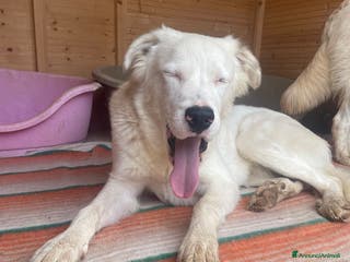 Meticcio cani IL DOLCISSIMO SNOOPY - Annuncio 11